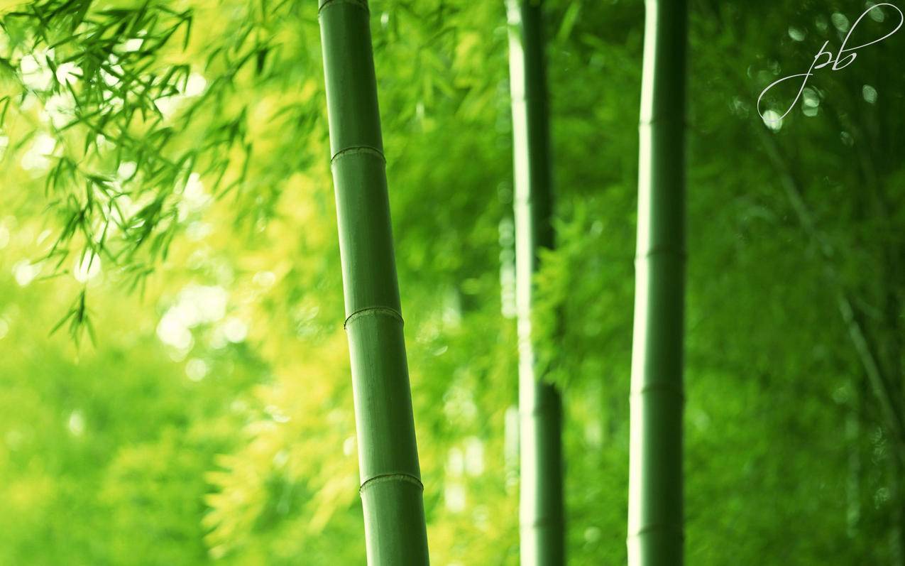 抖音低价粉丝业务-ks低价下单平台入口-卡盟24小时自助在线下单平台